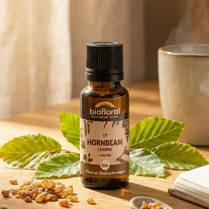 Fleur de Bach Hornbeam Charme Biofloral en granules 19,5 g sur table de cuisine avec feuilles de charme et café