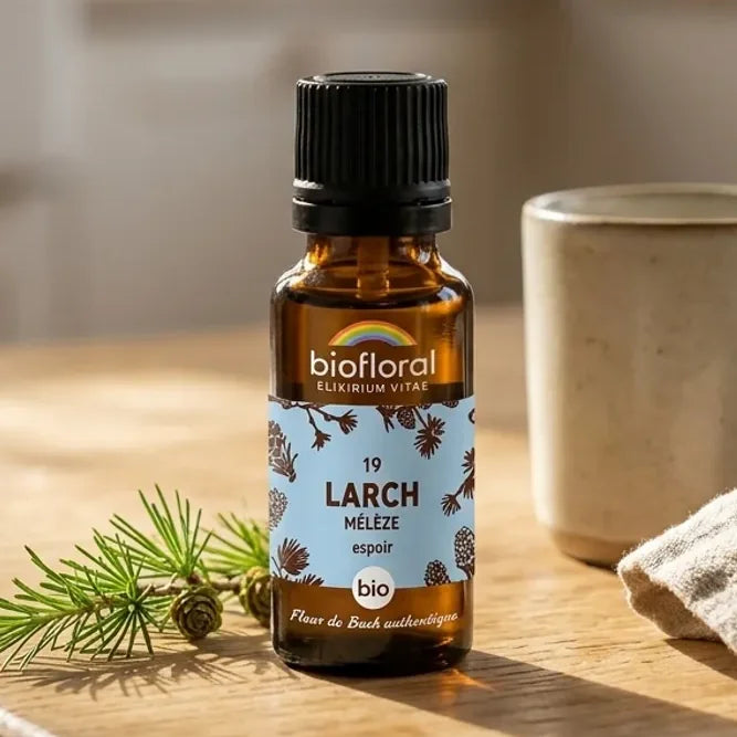 Flacon compte-gouttes ambré de Fleur de Bach Larch (Mélèze) Bio Biofloral sur table en bois, lumière matinale