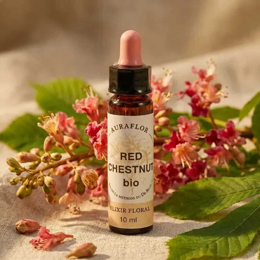 Fleur de Bach Marronier Rouge Bio 10ml avec fleurs et feuillage naturel