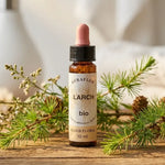 Fleur de Bach Mélèze Bio 10ml Dioter avec branches de mélèze naturelles sur bois