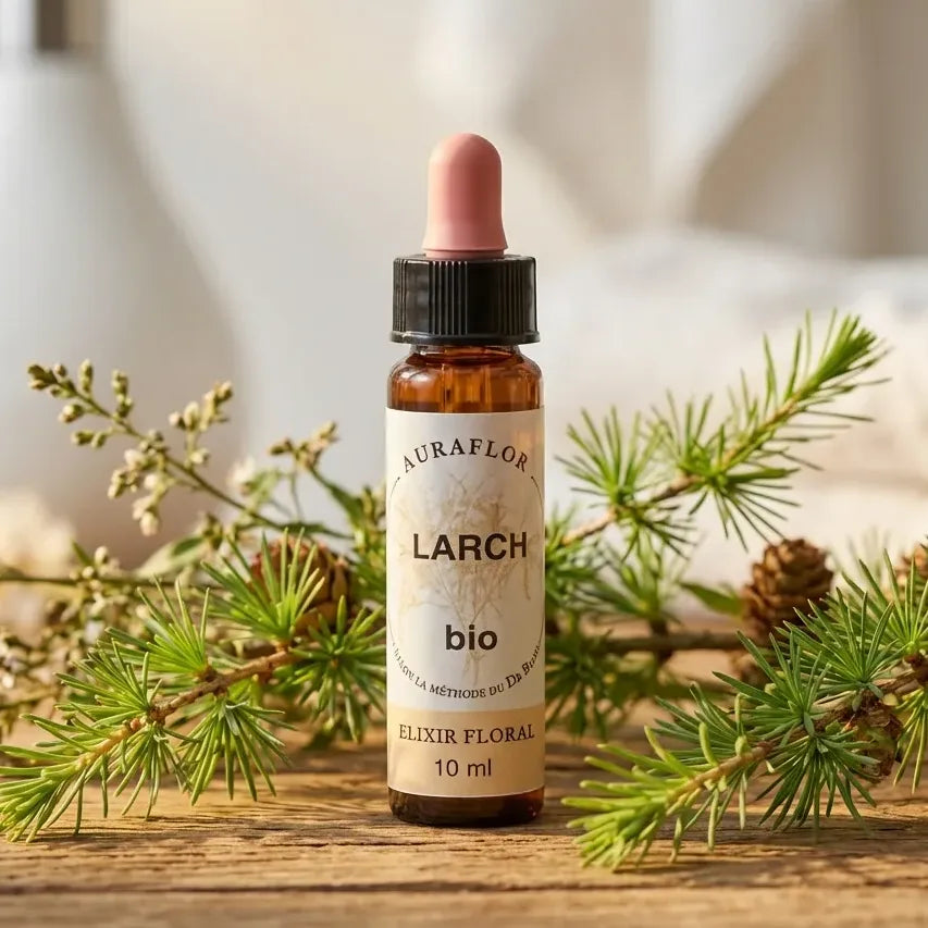 Fleur de Bach Mélèze Bio 10ml Dioter avec branches de mélèze naturelles sur bois