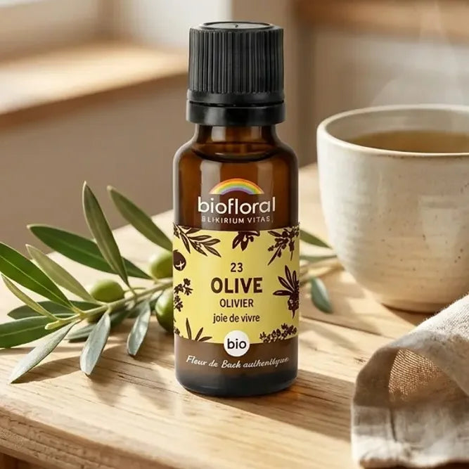 Flacon en verre ambré de fleur de Bach Olive Bio en granules, sur table de cuisine lumineuse avec branche d'olivier et tasse de tisane