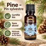 Flacon en verre ambré de Fleur de Bach Pine (Pin sylvestre) Bio Biofloral, sur fond beige avec branches de pin