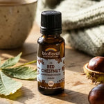 Fleur de Bach Red Chestnut Bio en granules Biofloral, flacon ambré sur table en bois avec tasse, châtaignes et feuilles d'automne