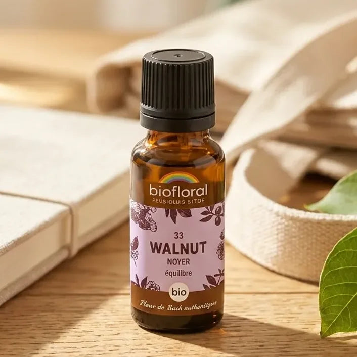 Flacon compte-gouttes ambre Fleur de Bach Walnut (Noyer) Bio en granules Biofloral, sur bureau en bois, branche de noyer