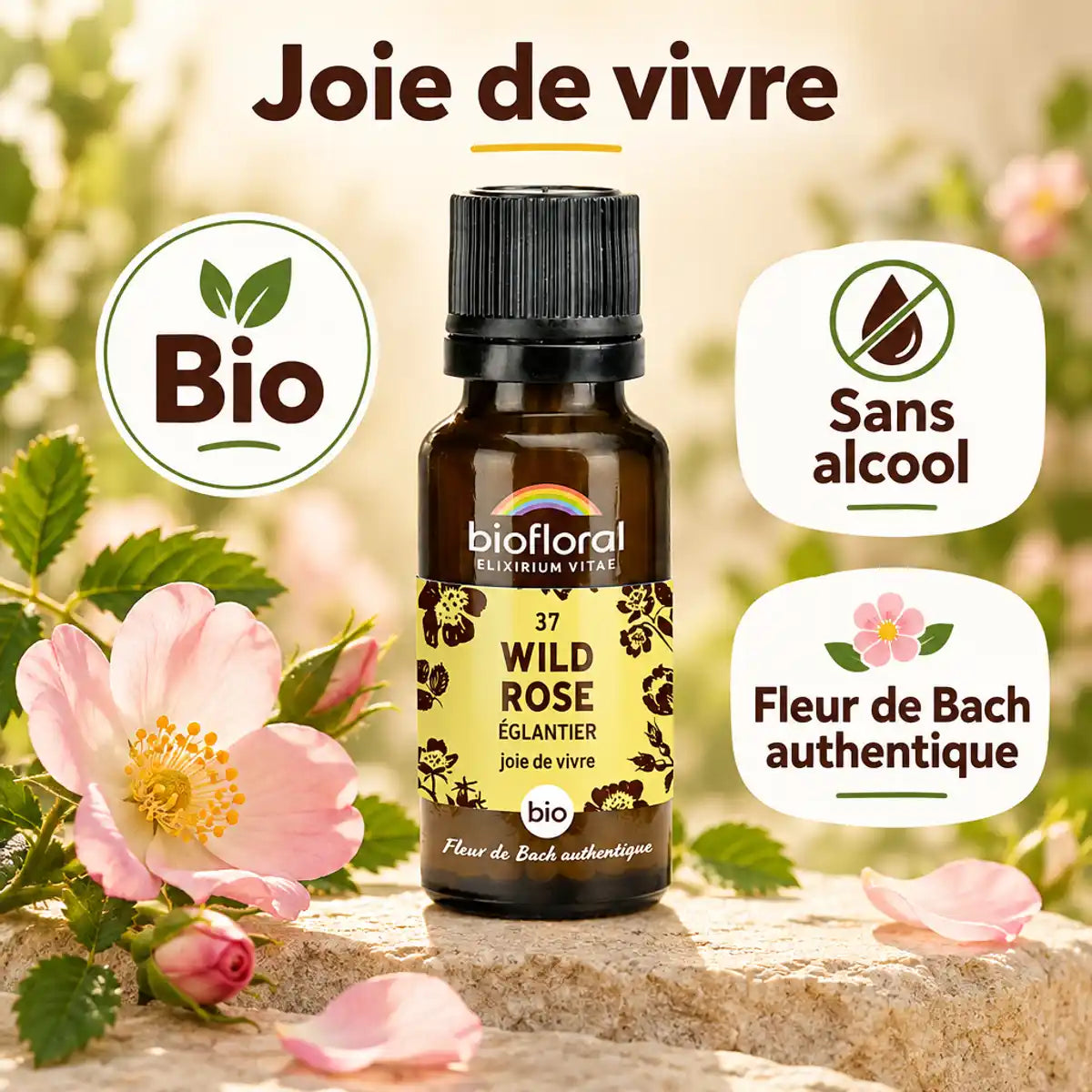 Flacon de Fleur de Bach Wild Rose (Eglantier) Bio Biofloral en granules, entouré de fleurs sauvages et d'églantines sur pierre beige