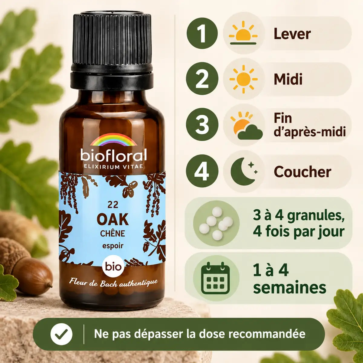 Fleurs de Bach Chêne Bio Biofloral en granules : mode d'emploi en 4 étapes, 3 à 4 granules par prise