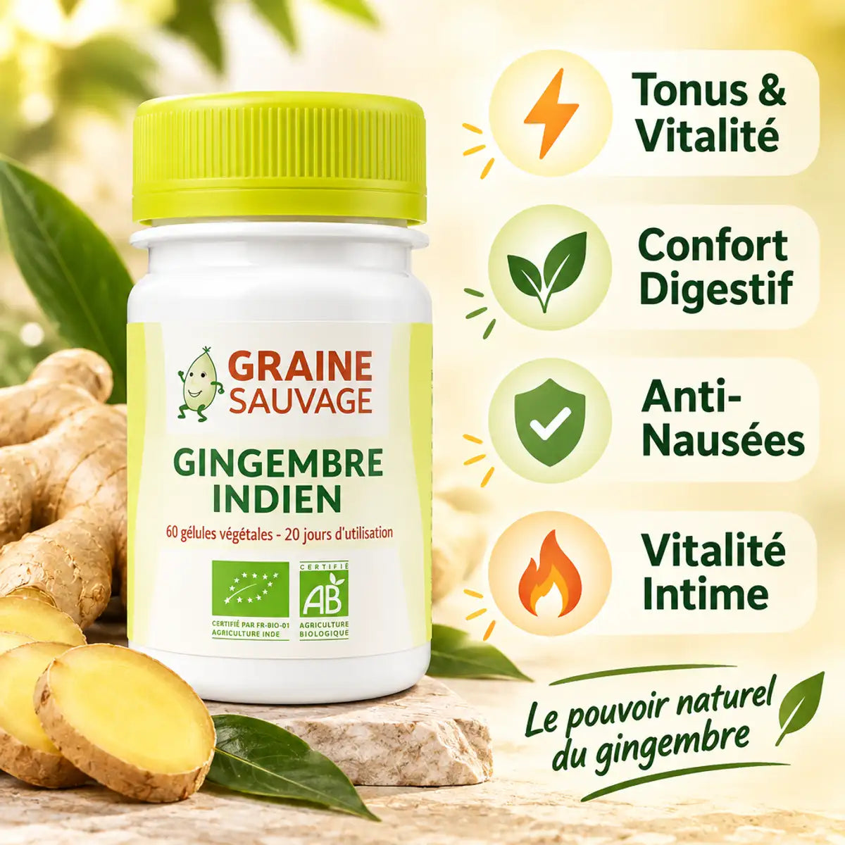 Gingembre indien bio en gélules avec bénéfices : tonus, confort digestif, anti-nausées, vitalité