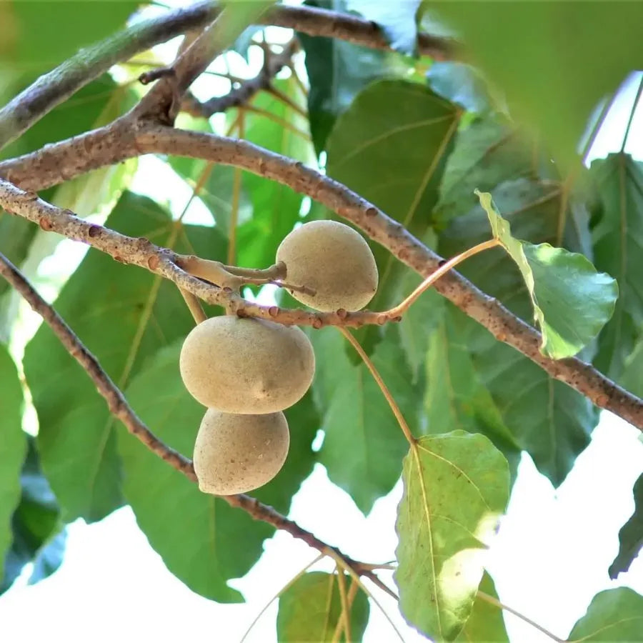 Des graines de bancoulier sur une branche