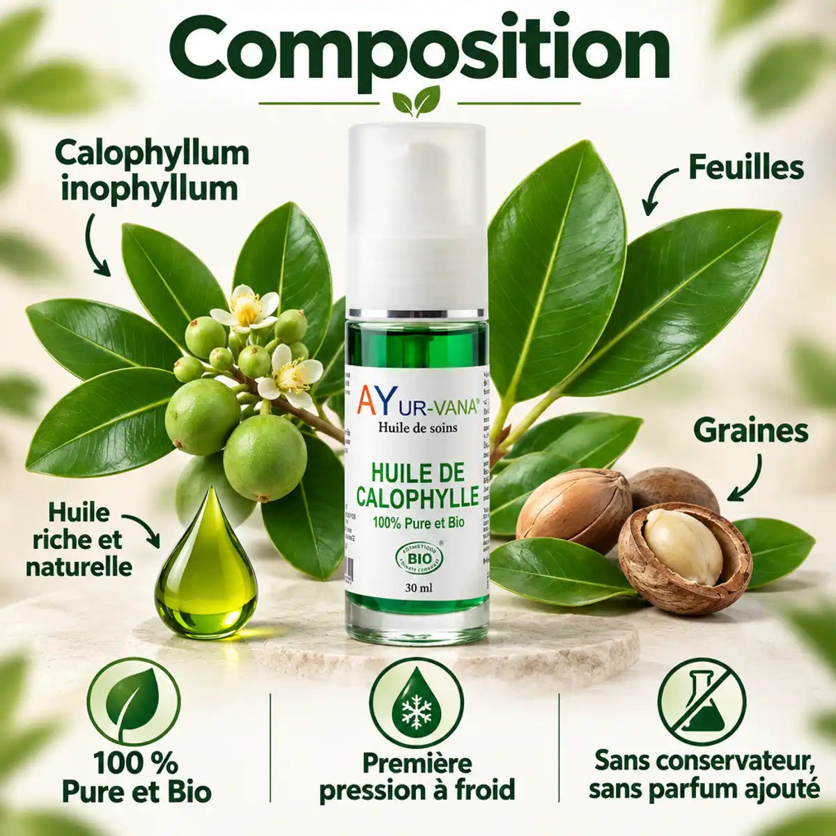 Flacon d'huile de Calophylle Bio AyurVana 30 ml, entouré de feuilles, graines et fruits de Calophyllum inophyllum, avec badges bio et première pression à froid.