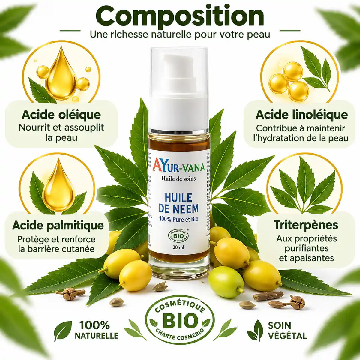 Flacon d'huile de Neem Bio AyurVana 30 ml entouré de feuilles et fruits de neem, avec infographie sur sa composition : acides oléique, linoléique, palmitique et triterpènes.