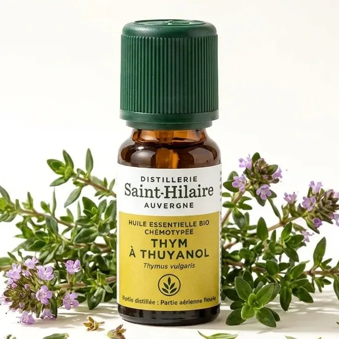 Huile essentielle de thym thuyanol bio Saint-Hilaire 5ml avec brins de thym frais