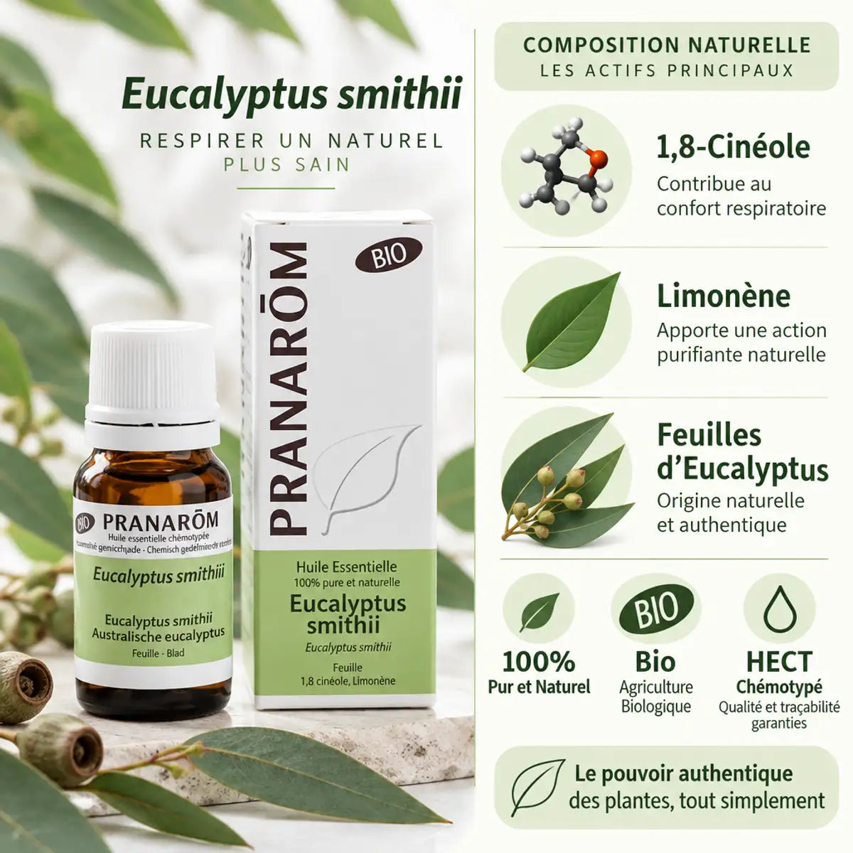 Huile essentielle eucalyptus smithii bio Pranarom avec feuilles fraîches et caractéristiques