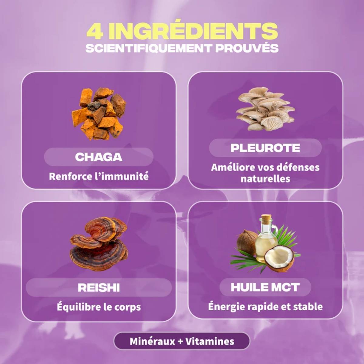 Les 4 ingrédients du Mush n Go Immunité complément alimentaire gélules Oyster Chaga Reishi.