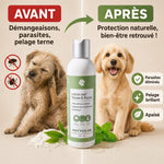 Lotion Nat'Tiques & Puces Phyto'Lab avant-après : chien soulagé des parasites, pelage brillant et sain