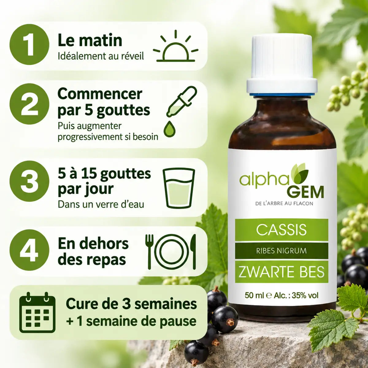 Macérat de bourgeon de cassis bio 50 ml Alphagem, flacon en verre ambré avec pipette, et guide des 5 étapes de prise