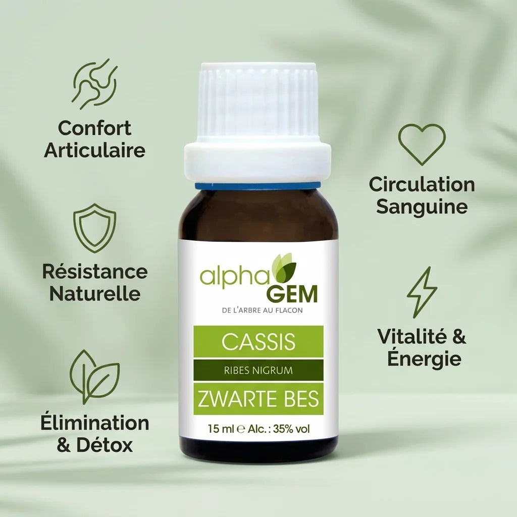 Macérat bourgeons cassis bio 15ml Alphagem avec avantages santé articulaire détox vitalité