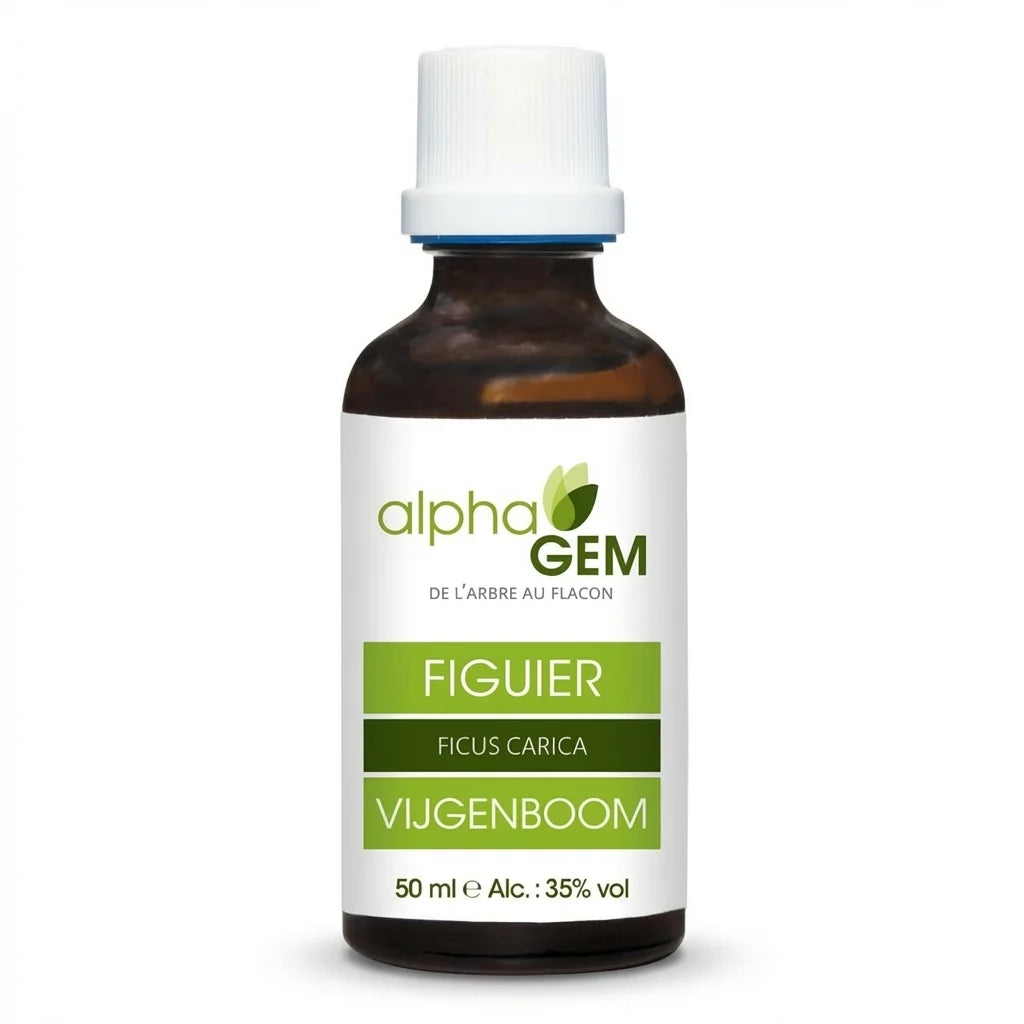 Macérat de bourgeons Figuier Bio Alphagem 50ml flacon verre ambré