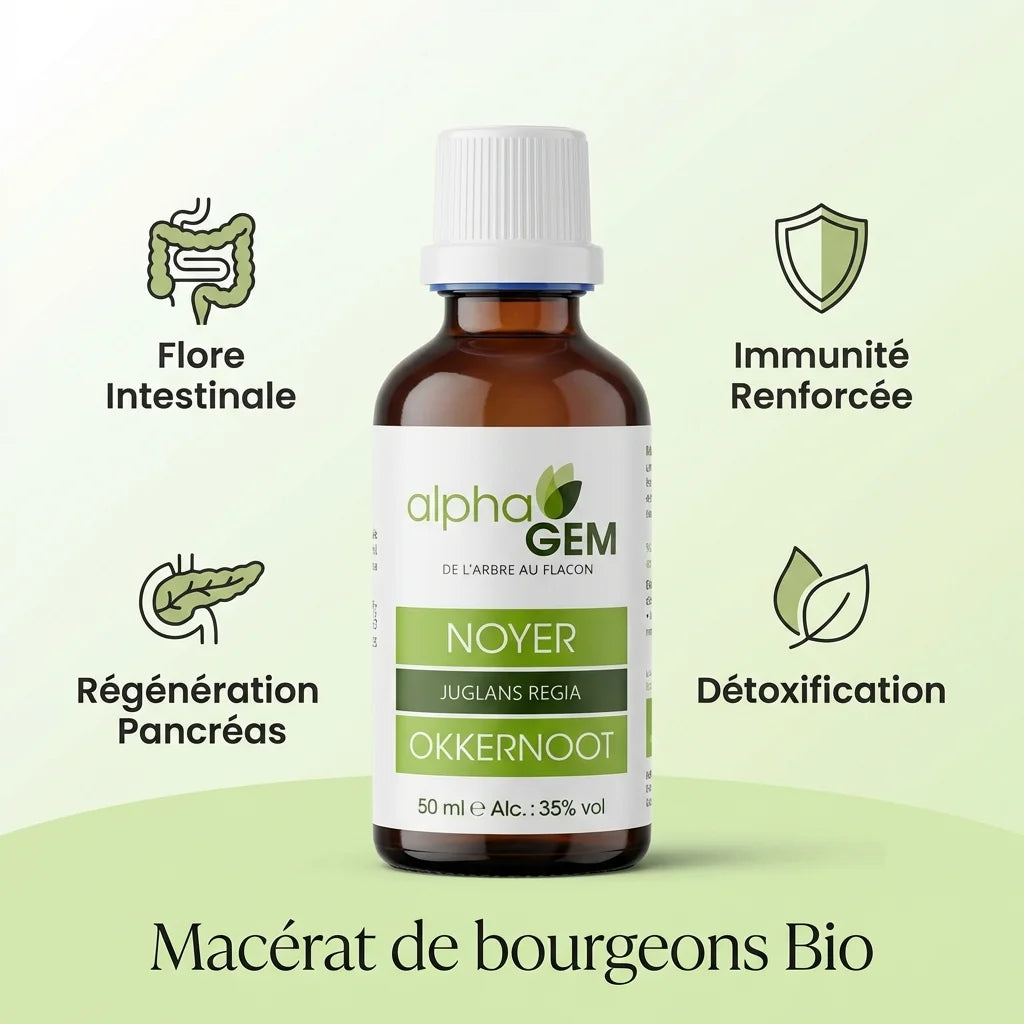 Macérat bourgeons Noyer Bio 50ml Alphagem avec bénéfices santé intestinale immunité détoxification