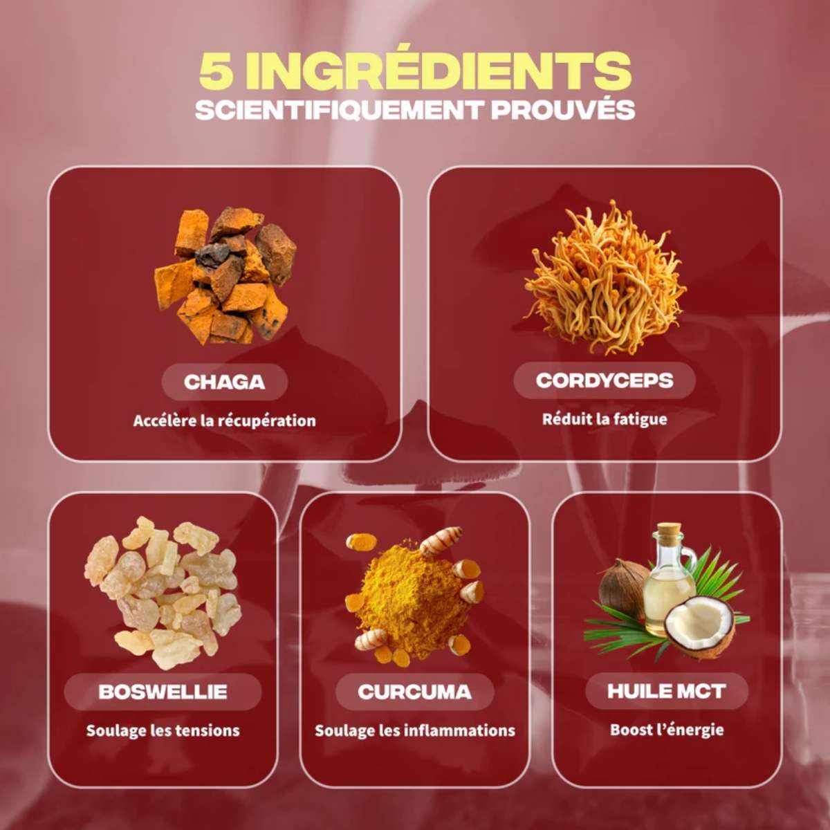 Les 5 ingrédients du MushnGo Récupération Musculaire - Pot de complément avec capsules Cordyceps, Chaga, Curcuma