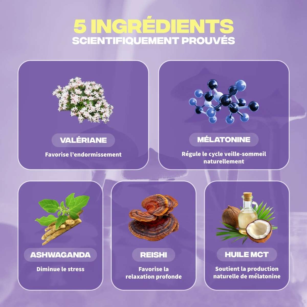 Les 5 ingrédients du Flacon MushnGo Sommeil+ avec Reishi, Ashwaganda et Mélatonine sur fond lavande.
