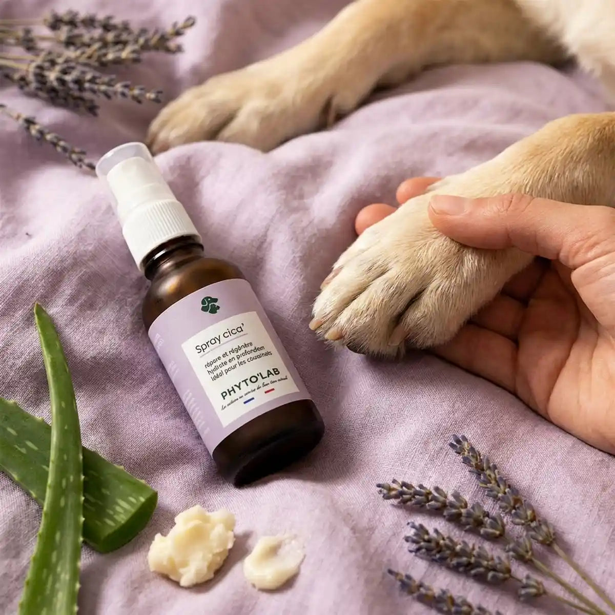 Spray Cica' Phyto'Lab 30ml pour plaies et coussinets du chien, soin naturel vétérinaire