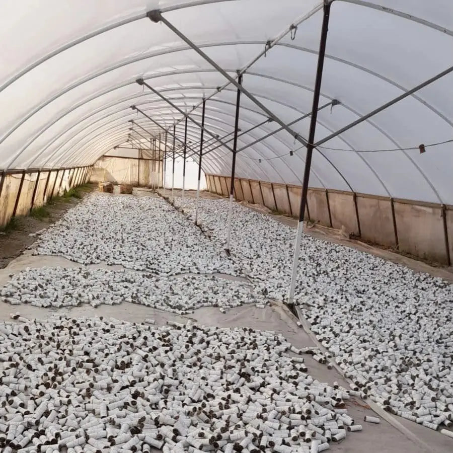 Photo de la méthode de séchage des tresses d’encens de sauge Blanche de Californie à brûler