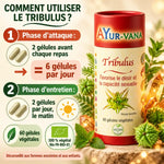 Complément Tribulus Ayur-Vana 60 gélules végétales : emballage rouge et guide de posologie en français