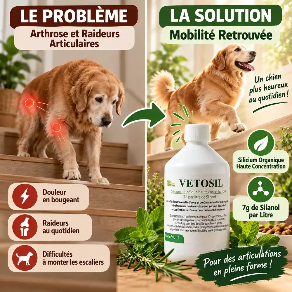 Vetosil arthrose chien chat : avant après mobilité articulaire retrouvée avec silicium organique
