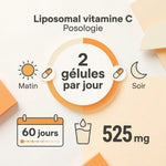 Infographie posologie vitamine C liposomale 525 mg : 2 gélules par jour, matin et soir pendant 60 jours