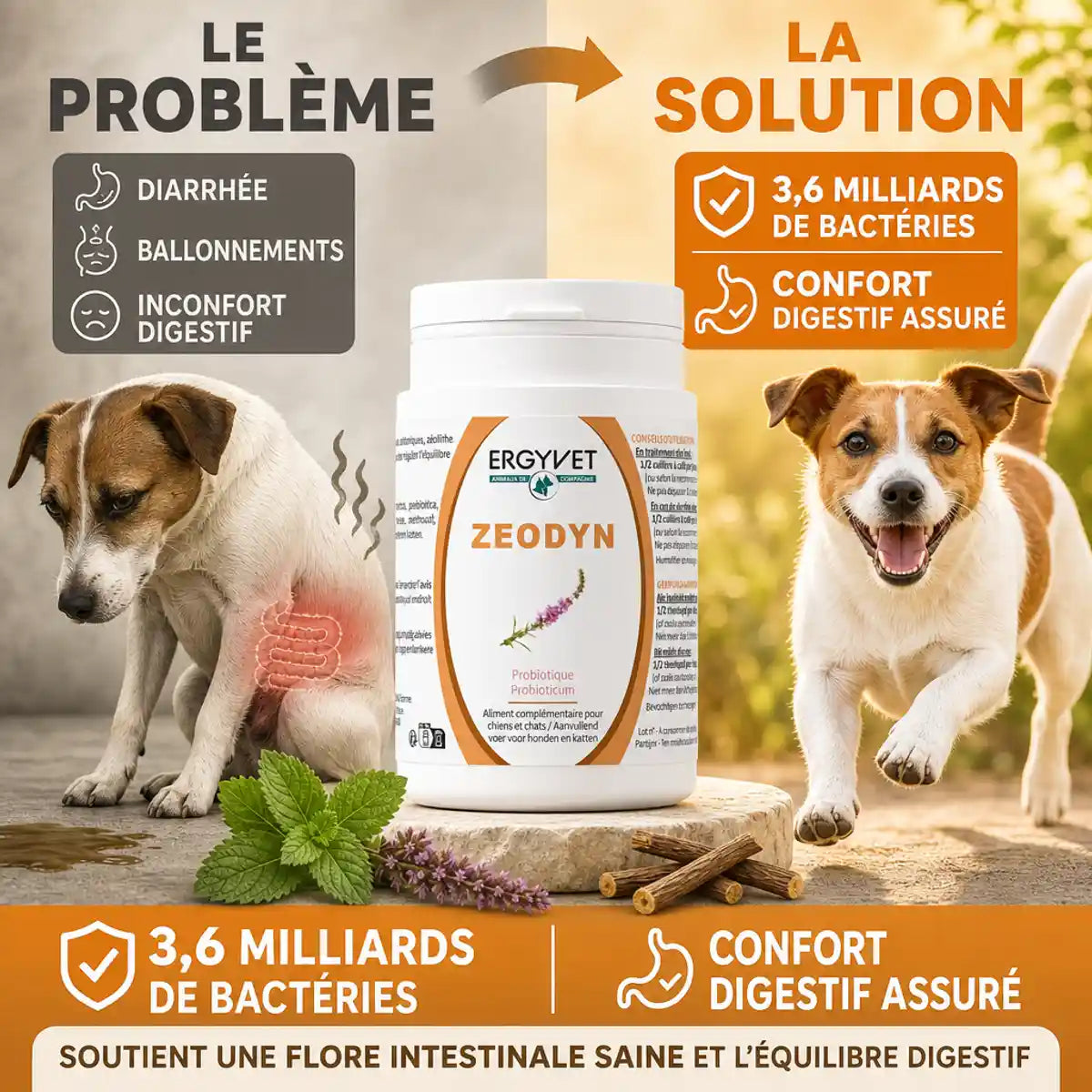 Zeodyn probiotique chien chat 70g avant après digestif sain Ergyvet
